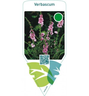 Verbascum  pink