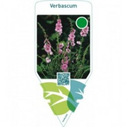 Verbascum  pink