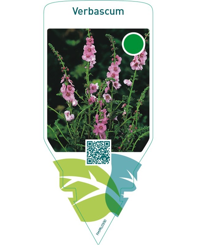 Verbascum  pink