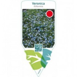 Veronica filiformis