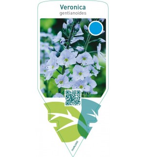 Veronica gentianoides
