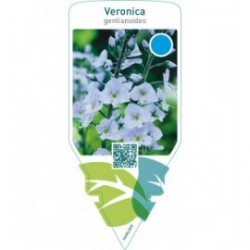 Veronica gentianoides