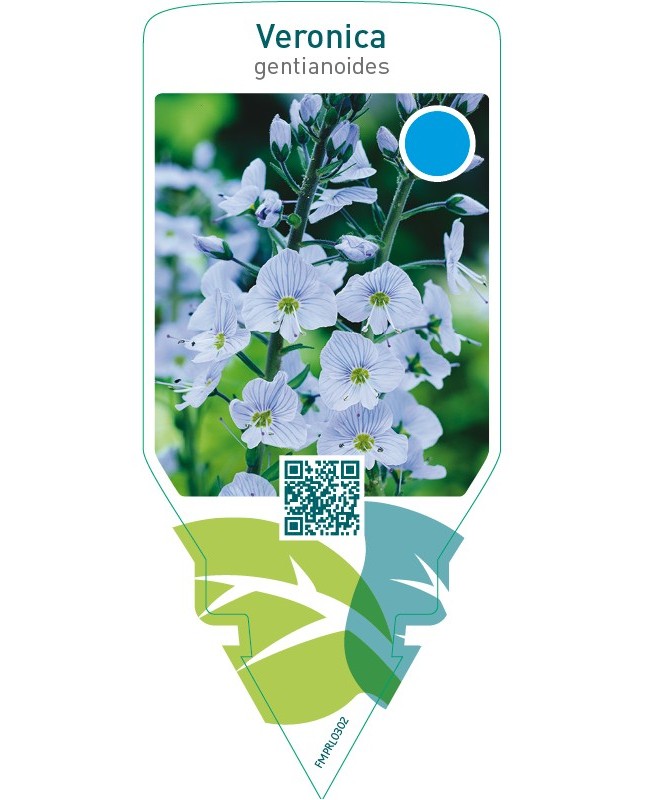 Veronica gentianoides