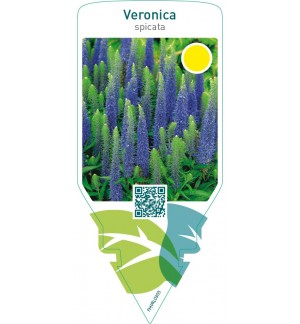 Veronica spicata