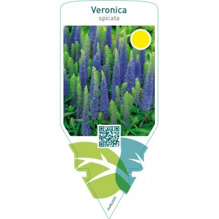 Veronica spicata