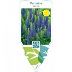 Veronica spicata