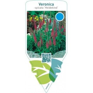 Veronica spicata ‘Heidekind’