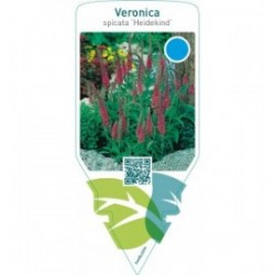 Veronica spicata ‘Heidekind’