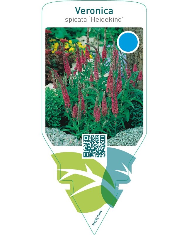 Veronica spicata ‘Heidekind’