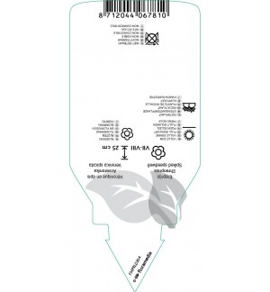 Etichette di Veronica spicata ‘Heidikind’ *