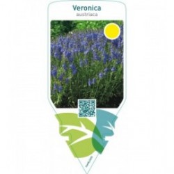 Veronica austriaca