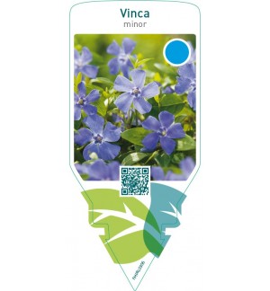 Vinca minor  blue