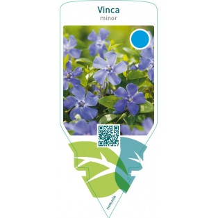 Vinca minor  blue
