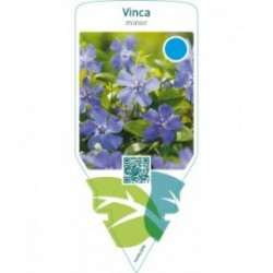 Vinca minor  blue