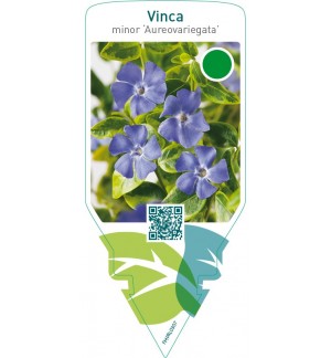 Vinca minor ‘Aureovariegata’