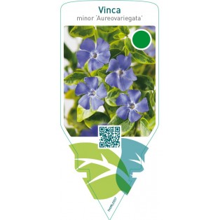Vinca minor ‘Aureovariegata’