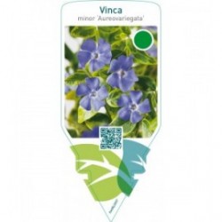 Vinca minor ‘Aureovariegata’