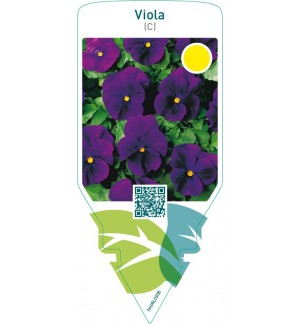 Viola (C)  purple blue