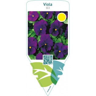 Viola (C)  purple blue