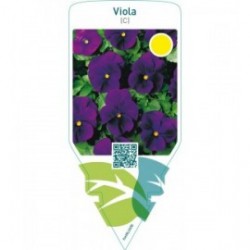 Viola (C)  purple blue