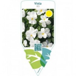 Viola (C)  white