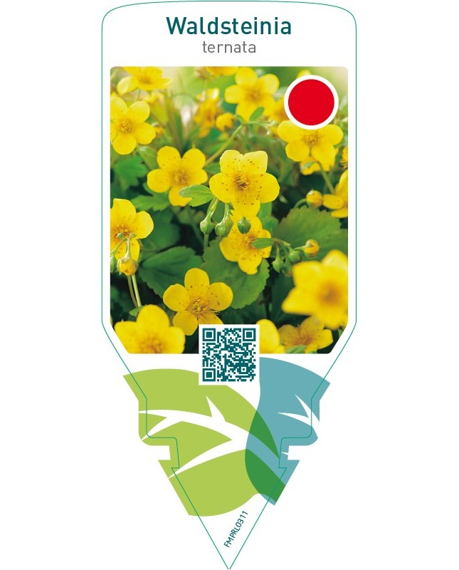 Waldsteinia ternata