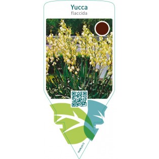 Yucca flaccida