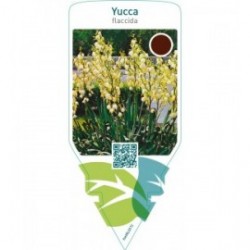 Yucca flaccida