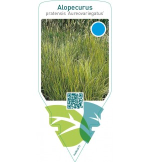 Alopecurus pratensis ‘Aureovariegatus’