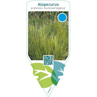 Alopecurus pratensis ‘Aureovariegatus’