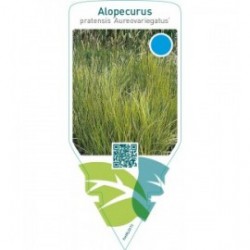 Alopecurus pratensis ‘Aureovariegatus’