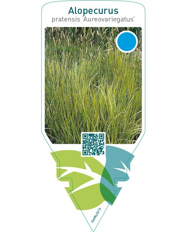 Alopecurus pratensis ‘Aureovariegatus’