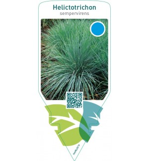 Helictotrichon sempervirens