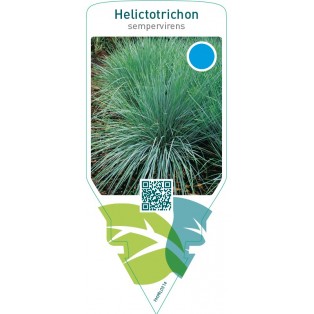 Helictotrichon sempervirens