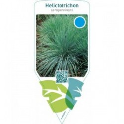Helictotrichon sempervirens