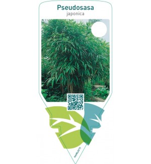 Pseudosasa japonica