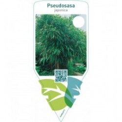 Pseudosasa japonica