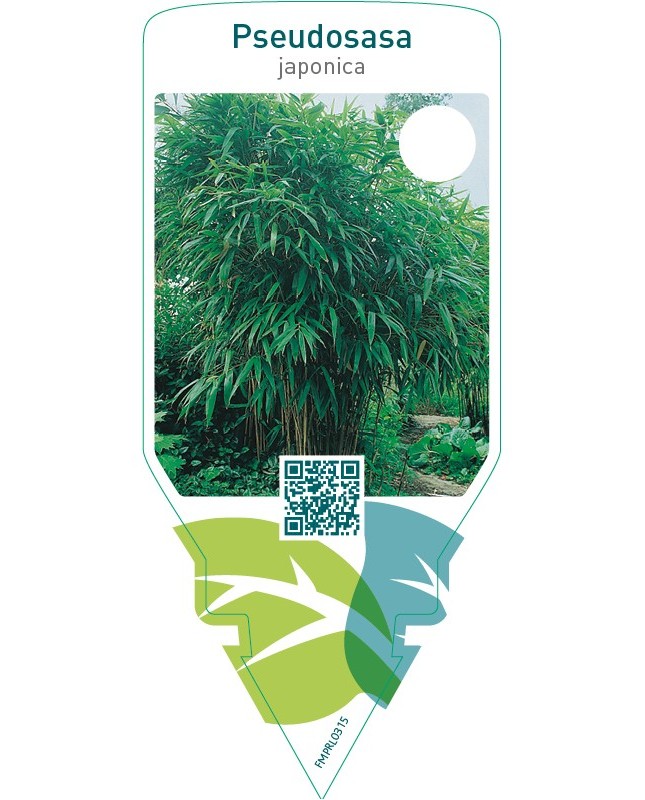 Pseudosasa japonica