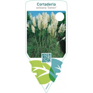 Cortaderia selloana ‘Senior’