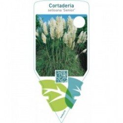 Cortaderia selloana ‘Senior’