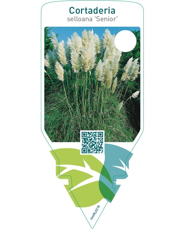 Cortaderia selloana ‘Senior’