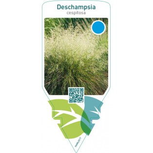 Deschampsia cespitosa
