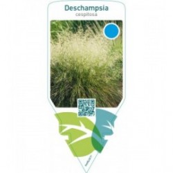Deschampsia cespitosa