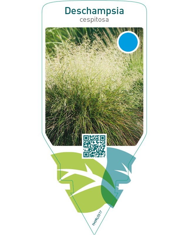 Deschampsia cespitosa