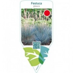 Festuca glauca