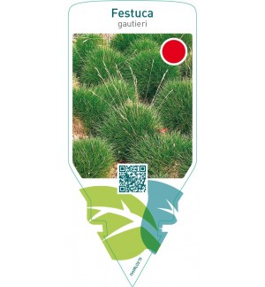 Festuca gautieri