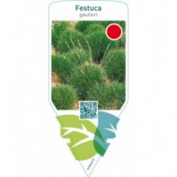 Festuca gautieri