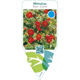 Mimulus ‘Bees’ Scarlet’