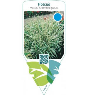Holcus mollis ‘Albovariegatus’