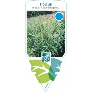 Holcus mollis ‘Albovariegatus’